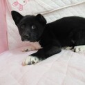里親決定！保健所収容：仮名・リリー♀