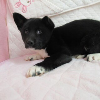 里親決定！保健所収容：仮名・リリー♀