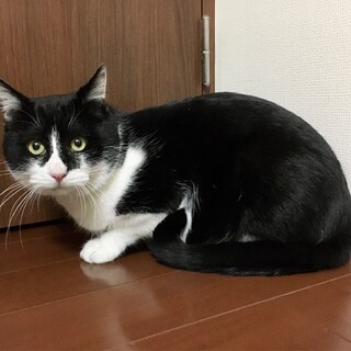 ビビリだけど可愛い☆黒龍くん