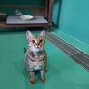里親決定！保健所収容：仮名・つる♀ サムネイル3
