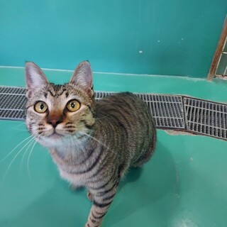 里親決定！保健所収容：仮名・かめ♀