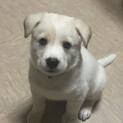 白熊みたいな子犬の男の子ヤマト君