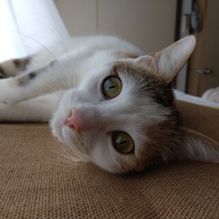 天真爛漫♪ かわいさ抜群♡　三毛猫しらこ