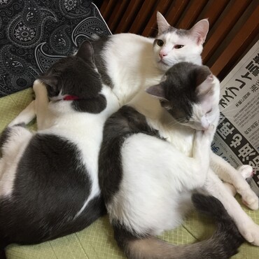 の写真