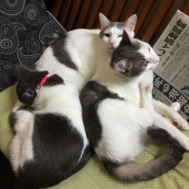 の写真