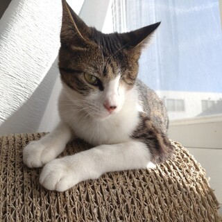 頑張り屋さんの甘えん坊 びっけ♀