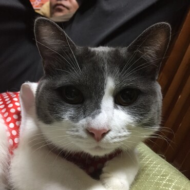 の写真