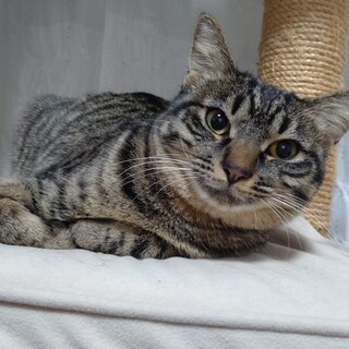 うるうる瞳の女の子　このは♀