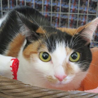 オリンピック兄妹　運動神経抜群！　ごりん♀