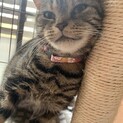 アメショー メス 