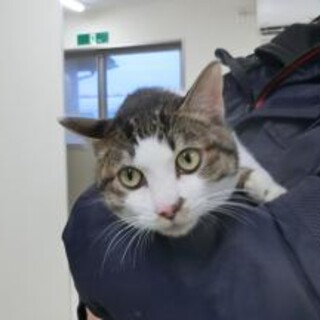 キジ白　マックス