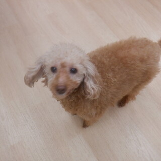 おっとり穏やかなアンジェラちゃん　推定１０才