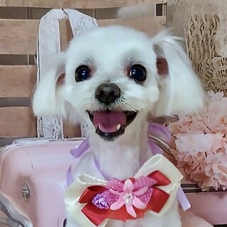 栄（さかえ）可愛さ全開のマルチーズ男子！