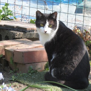 おだやかでじゃれるのが好きな良い子です