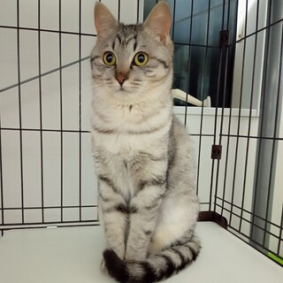 サバトラ美人ちゃん