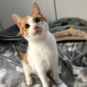デレデレ膝のりさくはくん♡