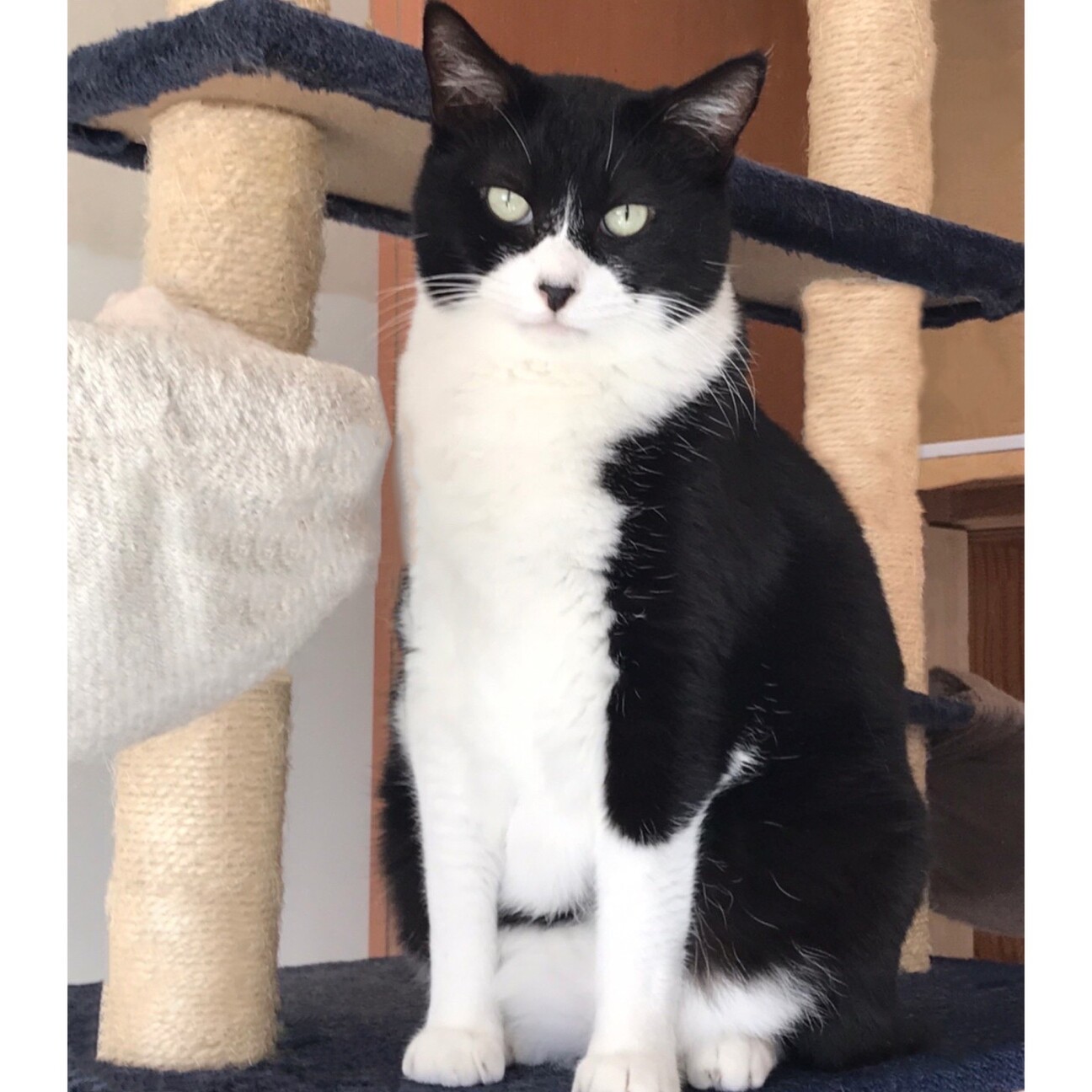 ジジ 白黒ハチワレ 大 埼玉県 猫の里親募集 ペットのおうち 月間利用者150万人 ジジ 白黒ハチワレ 大 埼玉県 猫の里親募集 ペットのおうち 月間利用者150万人