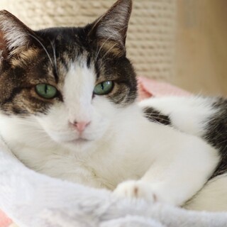 ★キジ白チビちゃん★人馴れスリスリ甘えん坊