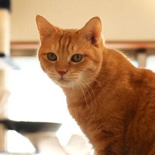 ★茶トラ美男子★人懐こいマイくん