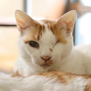 ★ペスくん★茶白★温和で静かな性格です。