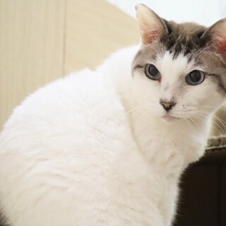 ★コロンくん★可愛い美男子★おひざ大好き甘えん坊★