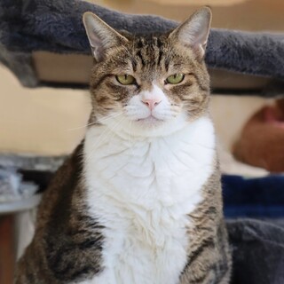 ★大吉くん★キジシロ界のイケメン★大型猫★