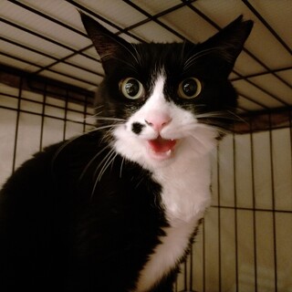 【さゆり】ほくろがチャームポイント☆ハチワレ女子