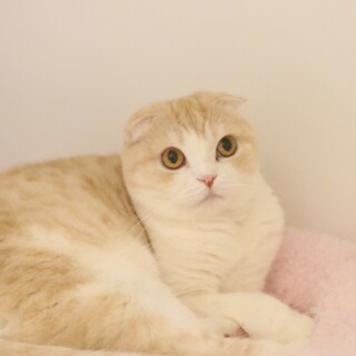 耳折れスコ 猫らしい性格のリコちゃん