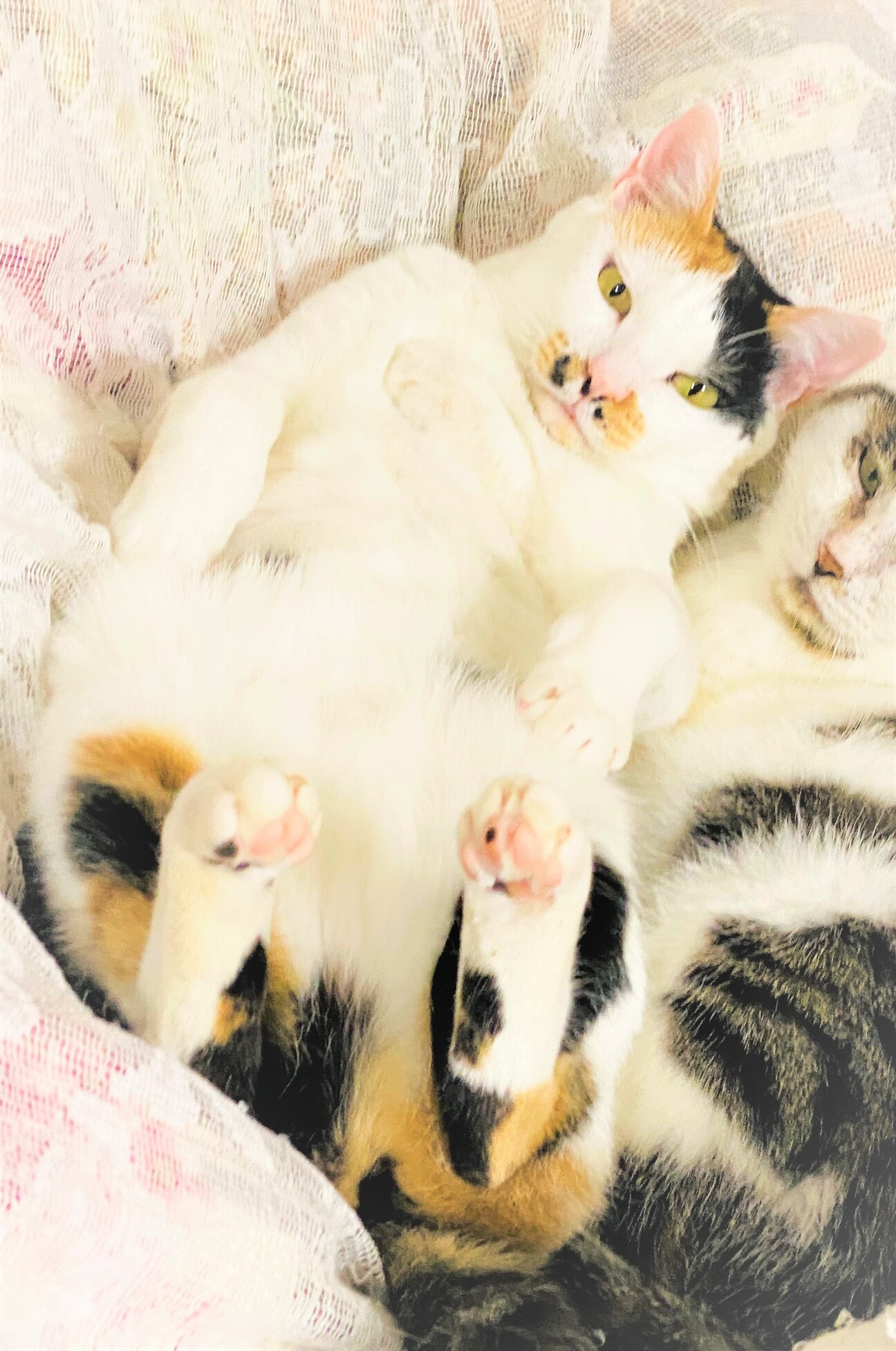 表情豊かで美人な三毛猫ち 埼玉県 猫の里親募集 ペットのおうち 月間利用者150万人