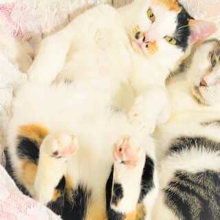 表情豊かで美人な三毛猫ちゃんです！