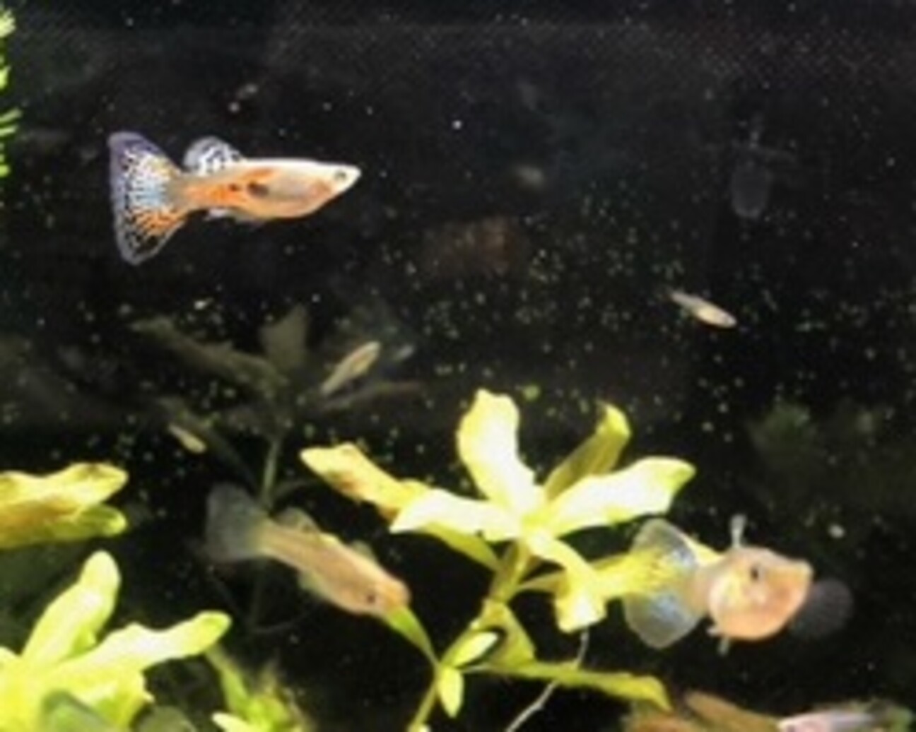 ミックスグッピー 譲ります 兵庫県 熱帯魚 観賞魚の里親募集 ペットのおうち 月間利用者150万人