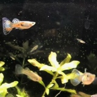 ミックスグッピー　譲ります