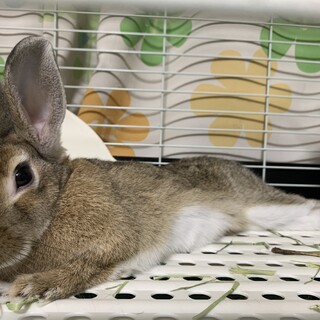仮名しいたけ、ミニウサギ、♂去勢済、2021/5生