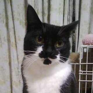 子猫のようなコロコロ体型ペンギンちゃん