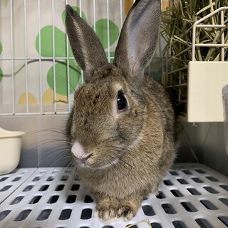 仮名こんぶ、ミニウサギ、♂去勢済、2021/5生