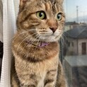 くみちゃん♡推定2歳・人馴れ抜群！！