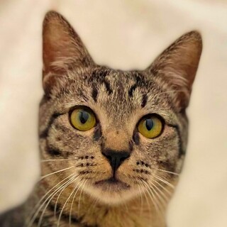 4/24　譲渡会参加予定☆ねんねくん