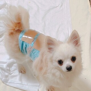 しらす君　２歳　ロングコートチワワ