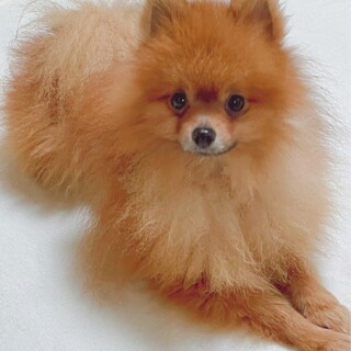 ポメラニアン 犬 の里親募集情報 ペットのおうち 月間利用者150万人