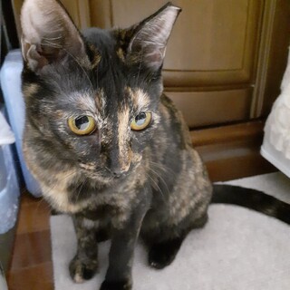 おてんばな女の子　あやめちゃん