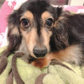 ぽんず君　4歳くらい　ミニチュアダックス　