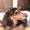 ぽんず君　4歳くらい　ミニチュアダックス　 サムネイル2