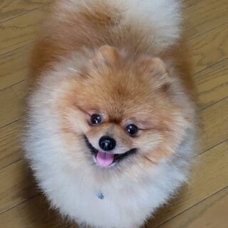 ポメラニアン 犬 の里親募集情報 ペットのおうち 月間利用者150万人