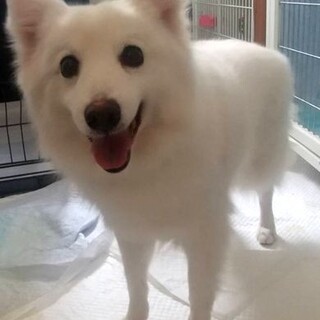 スピッツ♀なでしこ