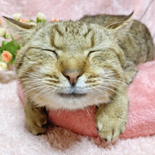 ハンデあり！いつでも笑顔♪福を呼ぶ『えびす』３歳