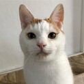 ハートの持ち主デレニャンぶんたん♡