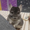 チンチラ　バイオレット　2歳　雄　