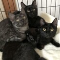 【お見合い随時】ふみふみゴロゴロ黒猫子猫たちペアで