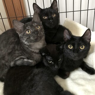 【お見合い随時】ふみふみゴロゴロ黒猫子猫たちペアで