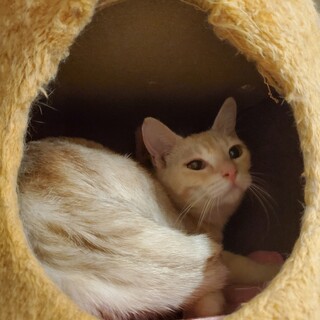 優しいクリーム色のともえチャン♀️